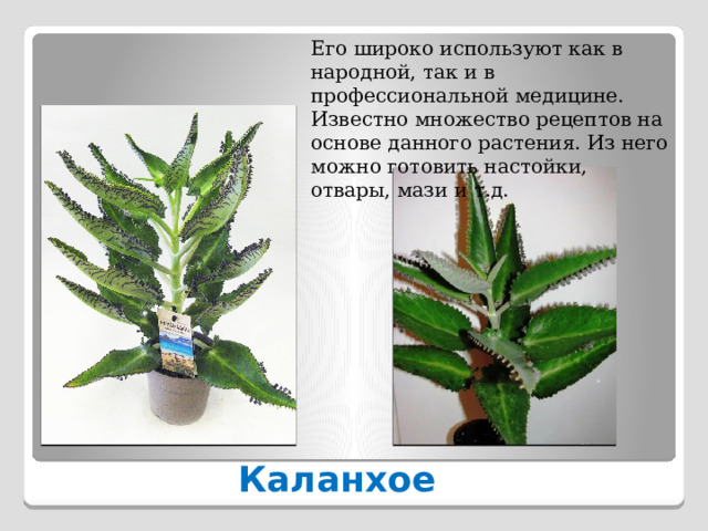 Его широко используют как в народной, так и в профессиональной медицине. Известно множество рецептов на основе данного растения. Из него можно готовить настойки, отвары, мази и т.д. Каланхое 