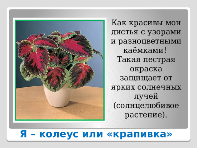 Как красивы мои листья с узорами и разноцветными каёмками! Такая пестрая окраска защищает от ярких солнечных лучей (солнцелюбивое растение). Я – колеус или «крапивка» 