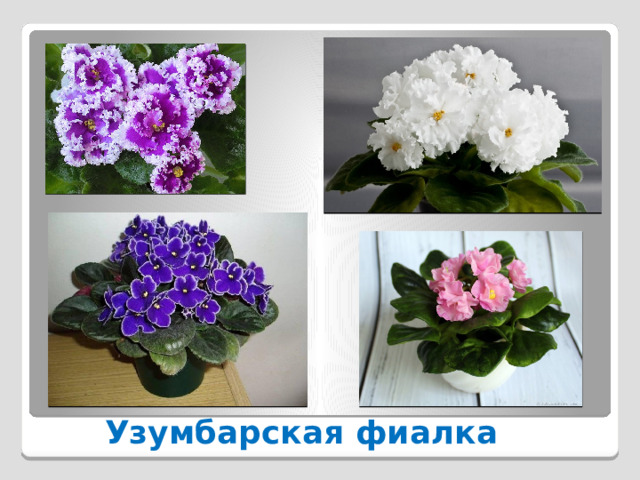 Узумбарская фиалка 
