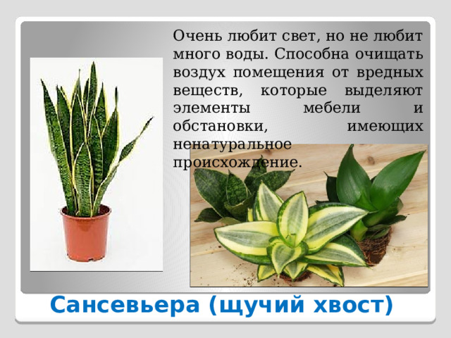Очень любит свет, но не любит много воды. Способна очищать воздух помещения от вредных веществ, которые выделяют элементы мебели и обстановки, имеющих ненатуральное происхождение. Сансевьера (щучий хвост) 