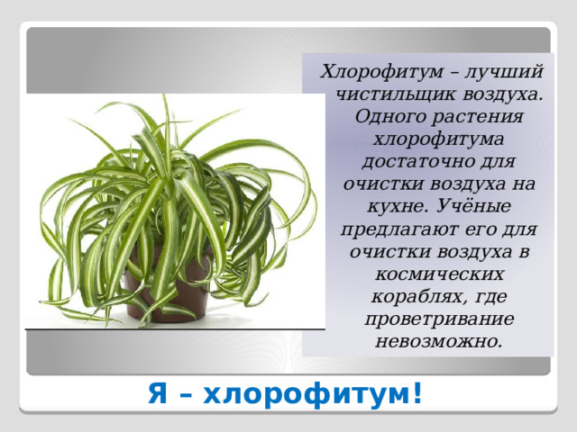 Хлорофитум – лучший чистильщик воздуха. Одного растения хлорофитума достаточно для очистки воздуха на кухне. Учёные предлагают его для очистки воздуха в космических кораблях, где проветривание невозможно. Я – хлорофитум! 
