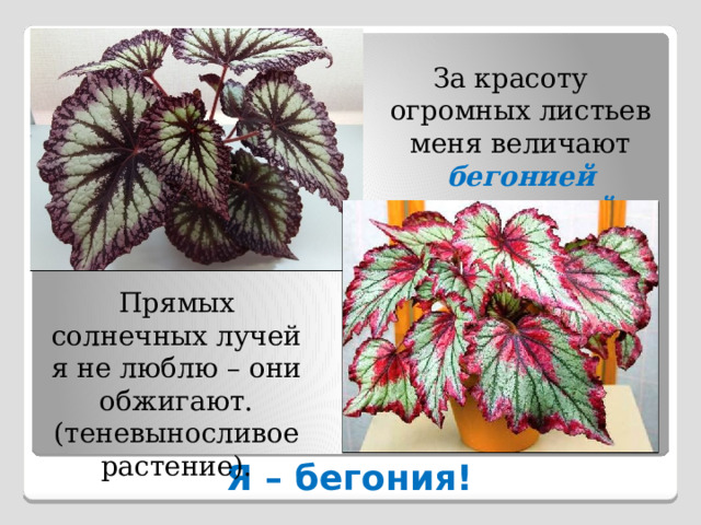За красоту огромных листьев меня величают бегонией королевской . Прямых солнечных лучей я не люблю – они обжигают. (теневыносливое растение). Я – бегония! 