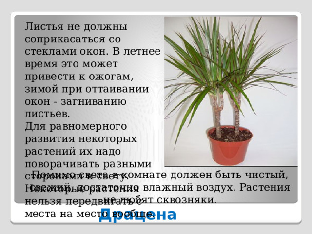 Листья не должны соприкасаться со стеклами окон. В летнее время это может привести к ожогам, зимой при оттаивании окон - загниванию листьев. Для равномерного развития некоторых растений их надо поворачивать разными сторонами к свету. Некоторые растения нельзя передвигать с места на место вообще. Помимо света в комнате должен быть чистый, свежий, достаточно влажный воздух. Растения не любят сквозняки . Драцена 