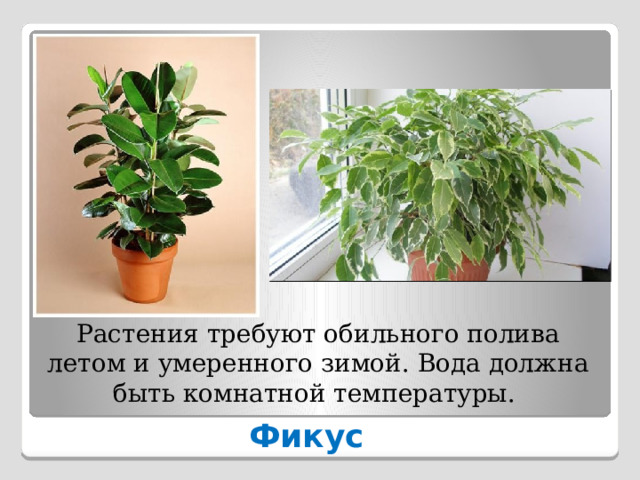 Растения требуют обильного полива летом и умеренного зимой. Вода должна быть комнатной температуры. Фикус 