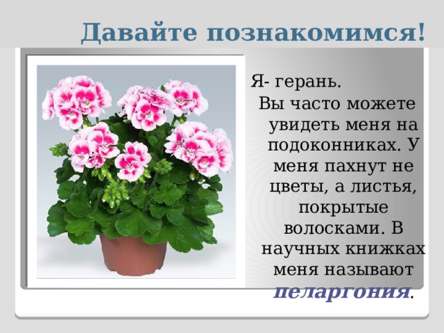  Давайте познакомимся! Я- герань. Вы часто можете увидеть меня на подоконниках. У меня пахнут не цветы, а листья, покрытые волосками. В научных книжках меня называют пеларгония . 