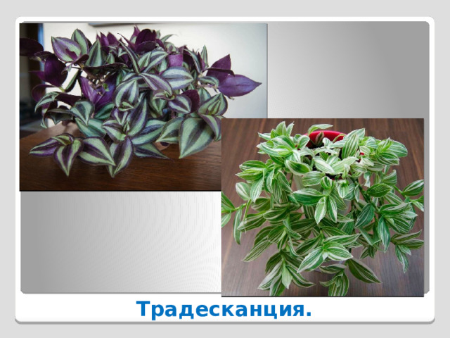  Традесканция. 