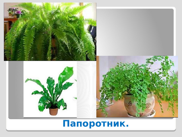  Папоротник. 
