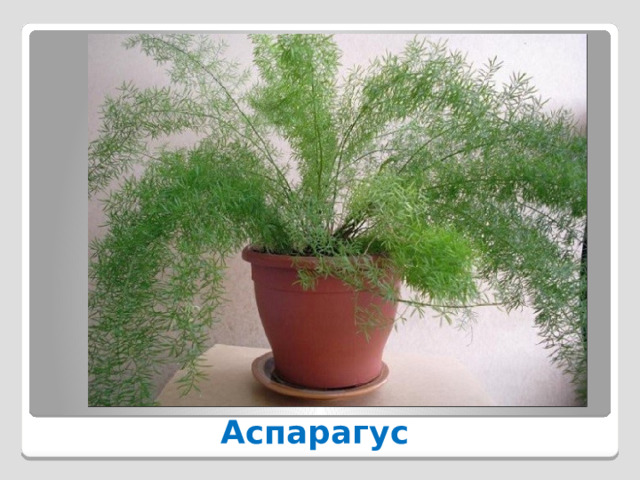 Аспарагус 