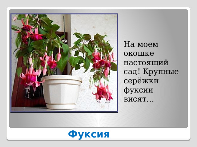 На моем окошке настоящий сад! Крупные серёжки фуксии висят…   Фуксия 