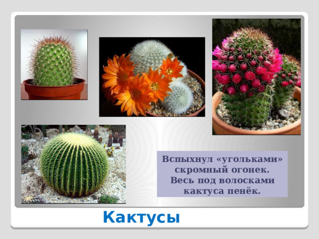 Вспыхнул «угольками» скромный огонек.  Весь под волосками кактуса пенёк. Кактусы 