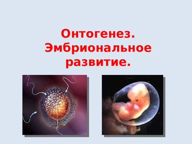Онтогенез.  Эмбриональное развитие. 