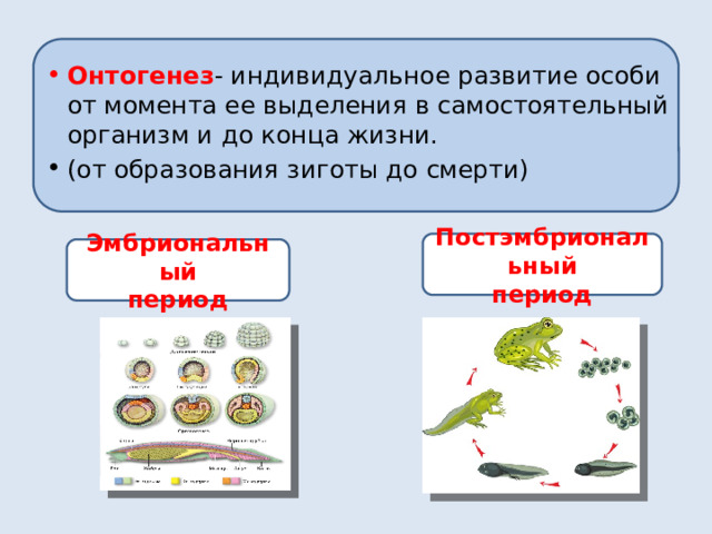 Онтогенез - индивидуальное развитие особи от момента ее выделения в самостоятельный организм и до конца жизни. (от образования зиготы до смерти) Постэмбриональный период Эмбриональный период 