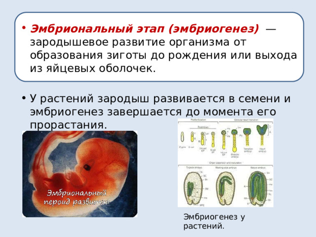 Эмбриональный этап (эмбриогенез)   — зародышевое развитие организма от образования зиготы до рождения или выхода из яйцевых оболочек.  У растений зародыш развивается в семени и эмбриогенез завершается до момента его прорастания. Эмбриогенез у растений. 