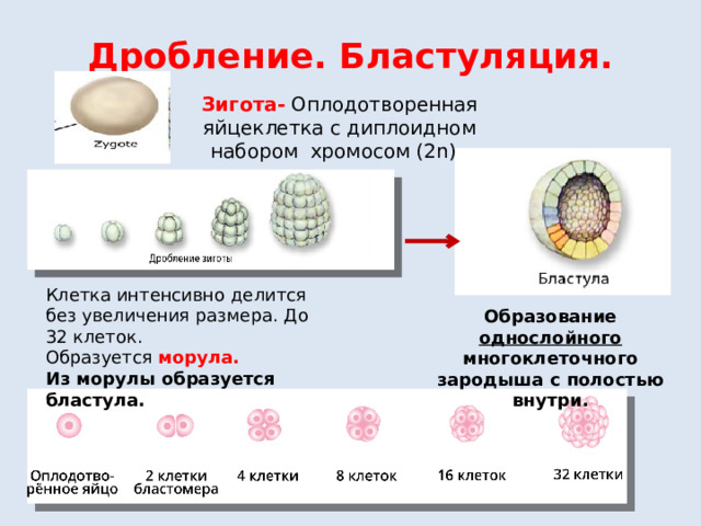 Дробление. Бластуляция. Зигота- Оплодотворенная яйцеклетка с диплоидном набором хромосом (2n). Клетка интенсивно делится без увеличения размера. До 32 клеток. Образуется морула. Из морулы образуется бластула. Образование однослойного многоклеточного зародыша с полостью внутри. 