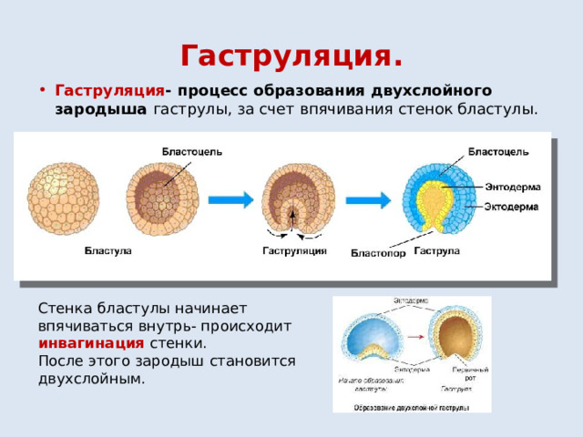 Гаструляция. Гаструляция - процесс образования двухслойного зародыша гаструлы, за счет впячивания стенок бластулы. Стенка бластулы начинает впячиваться внутрь- происходит инвагинация стенки. После этого зародыш становится двухслойным. 