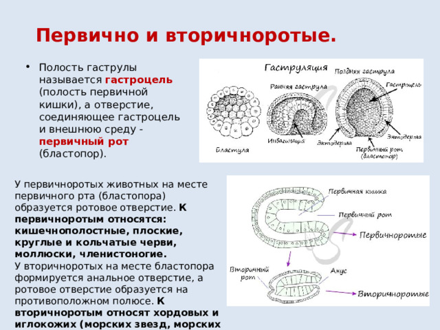 Первично и вторичноротые. Полость гаструлы называется гастроцель (полость первичной кишки), а отверстие, соединяющее гастроцель и внешнюю среду - первичный рот (бластопор). У первичноротых животных на месте первичного рта (бластопора) образуется ротовое отверстие. К первичноротым относятся: кишечнополостные, плоские, круглые и кольчатые черви, моллюски, членистоногие. У вторичноротых на месте бластопора формируется анальное отверстие, а ротовое отверстие образуется на противоположном полюсе. К вторичноротым относят хордовых и иглокожих (морских звезд, морских ежей). 