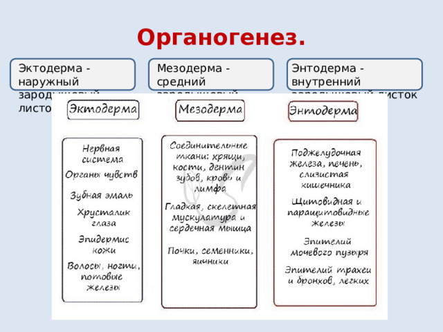 Органогенез. Эктодерма - наружный зародышевый листок Мезодерма - средний зародышевый листок Энтодерма - внутренний зародышевый листок 