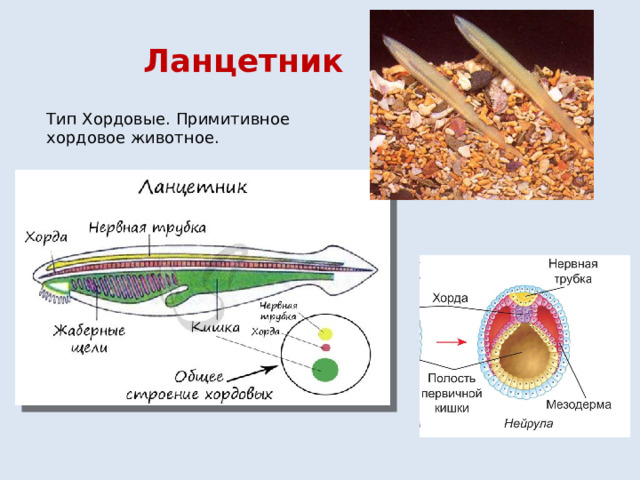 Ланцетник Тип Хордовые. Примитивное хордовое животное. 