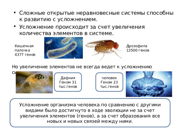 Сложные открытые неравновесные системы способны к развитию с усложнением. Усложнение происходит за счет увеличения количества элементов в системе. Кишечная палочка Дрозофила 4377 генов 13500 генов Но увеличение элементов не всегда ведет к усложнению системы. Дафния человек Геном 31 тыс.генов Геном 23 тыс.генов Усложнение организма человека по сравнению с другими видами было достигнуто в ходе эволюции не за счет увеличения элементов (генов), а за счет образования все новых и новых связей между ними. 