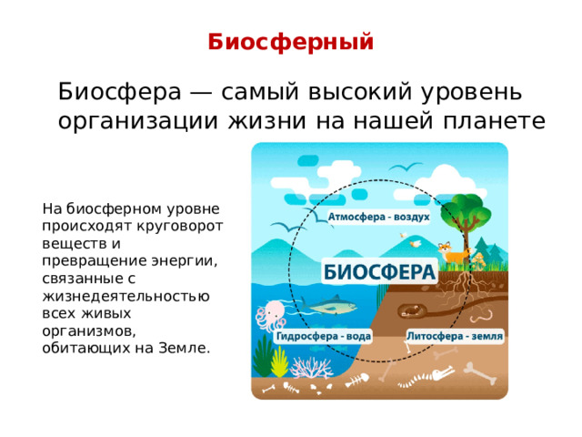 Биосферный    Биосфера — самый высокий уровень организации жизни на нашей планете На биосферном уровне происходят круговорот веществ и превращение энергии, связанные с жизнедеятельностью всех живых организмов, обитающих на Земле. 