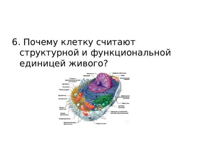 6. Почему клетку считают структурной и функциональной единицей живого? 