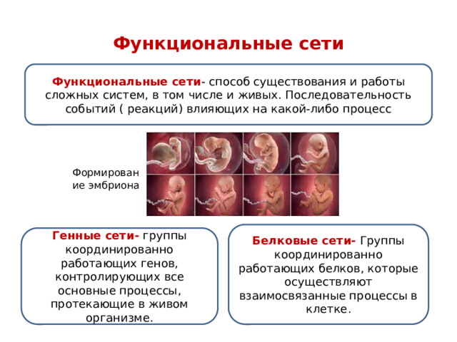 Функциональные сети Функциональные сети - способ существования и работы сложных систем, в том числе и живых. Последовательность событий ( реакций) влияющих на какой-либо процесс Формирование эмбриона Белковые сети- Группы координированно работающих белков, которые осуществляют взаимосвязанные процессы в клетке. Генные сети- группы координированно работающих генов, контролирующих все основные процессы, протекающие в живом организме. 