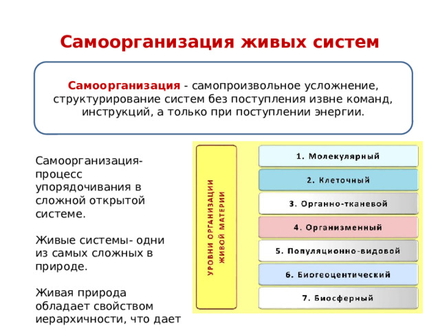 Самоорганизация живых систем Самоорганизация - самопроизвольное усложнение, структурирование систем без поступления извне команд, инструкций, а только при поступлении энергии. Самоорганизация- процесс упорядочивания в сложной открытой системе. Живые системы- одни из самых сложных в природе. Живая природа обладает свойством иерархичности, что дает возможность изучения отдельно каждого уровня. 