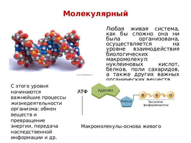 Молекулярный    Любая живая система, как бы сложно она ни была организована, осуществляется на уровне взаимодействия биологических макромолекул: нуклеиновых кислот, белков, поли сахаридов, а также других важных органических веществ. С этого уровня начинаются важнейшие процессы жизнедеятельности организма: обмен веществ и превращение энергии, передача наследственной информации и др. Макромолекулы-основа живого 