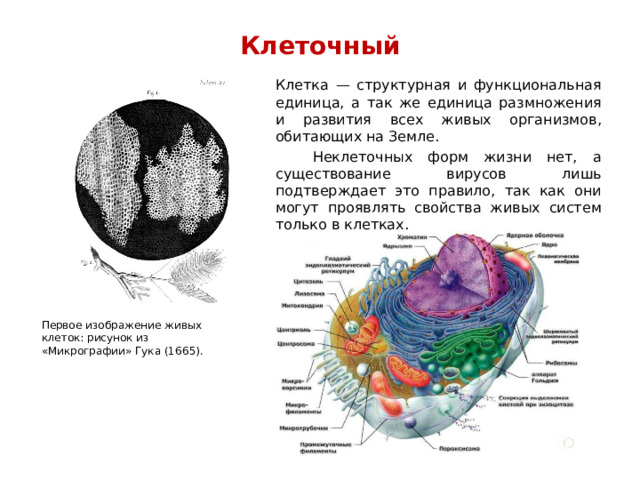 Клеточный    Клетка — структурная и функциональная единица, а так же единица размножения и развития всех живых организмов, обитающих на Земле.  Неклеточных форм жизни нет, а существование вирусов лишь подтверждает это правило, так как они могут проявлять свойства живых систем только в клетках. Первое изображение живых клеток: рисунок из «Микрографии» Гука (1665). 