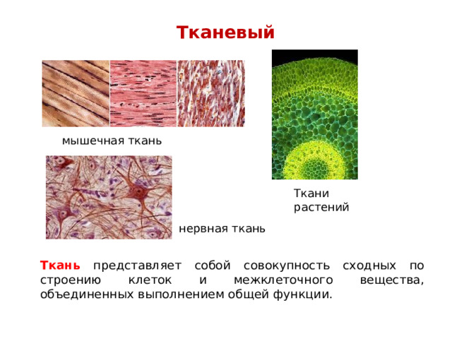 Тканевый   мышечная ткань Ткани растений нервная ткань  Ткань представляет собой совокупность сходных по строению клеток и межклеточного вещества, объединенных выполнением общей функции. 