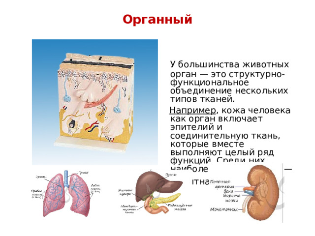 Органный    У большинства животных орган — это структурно-функциональное объединение нескольких типов тканей.  Например , кожа человека как орган включает эпителий и соединительную ткань, которые вместе выполняют целый ряд функций. Среди них наиболее значительная — защитная.  