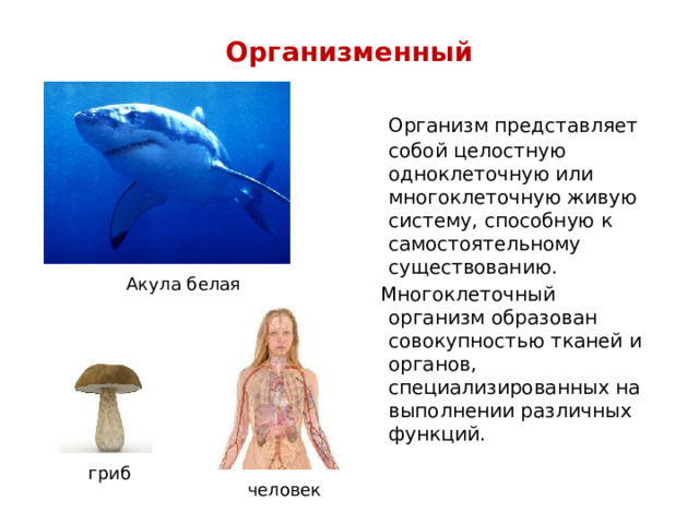 Организменный    Организм представляет собой целостную одноклеточную или многоклеточную живую систему, способную к самостоятельному существованию.  Многоклеточный организм образован совокупностью тканей и органов, специализированных на выполнении различных функций. Акула белая гриб человек 