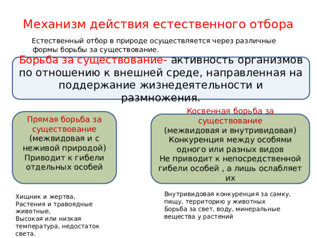 Механизм действия естественного отбора  Естественный отбор в природе осуществляется через различные формы борьбы за существование. Борьба за существование- активность организмов по отношению к внешней среде, направленная на поддержание жизнедеятельности и размножения. Прямая борьба за существование (межвидовая и с неживой природой) Приводит к гибели отдельных особей Косвенная борьба за существование (межвидовая и внутривидовая) Конкуренция между особями одного или разных видов Не приводит к непосредственной гибели особей , а лишь ослабляет их Внутривидовая конкуренция за самку, пищу, территорию у животных Борьба за свет, воду, минеральные вещества у растений Хищник и жертва, Растения и травоядные животные, Высокая или низкая температура, недостаток света. 