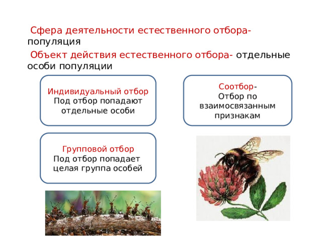  Сфера деятельности естественного отбора- популяция  Объект действия естественного отбора- отдельные особи популяции Индивидуальный отбор Соотбор - Под отбор попадают отдельные особи Отбор по взаимосвязанным признакам Групповой отбор Под отбор попадает целая группа особей 