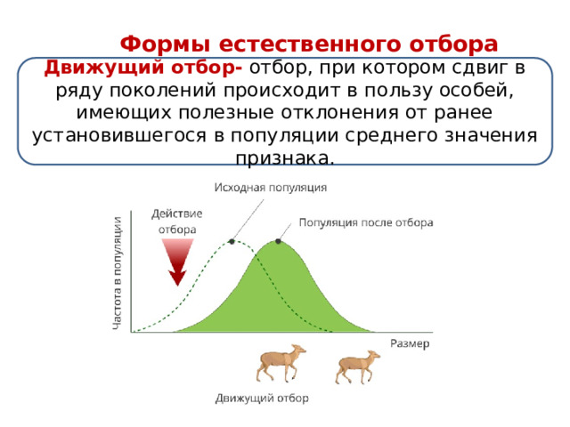 Формы естественного отбора Движущий отбор- отбор, при котором сдвиг в ряду поколений происходит в пользу особей, имеющих полезные отклонения от ранее установившегося в популяции среднего значения признака. 