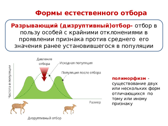 Формы естественного отбора Разрывающий (дизруптивный)отбор- отбор в пользу особей с крайними отклонениями в проявлении признака против среднего его значения ранее установившегося в популяции полиморфизм - существование двух или нескольких форм отличающихся по тому или иному признаку 