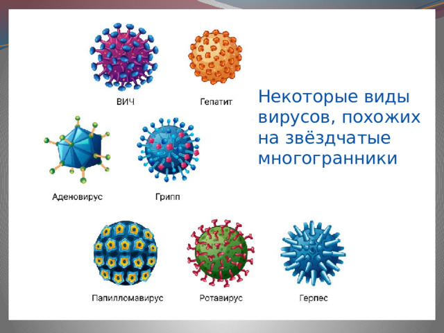 Некоторые виды вирусов, похожих на звёздчатые многогранники 