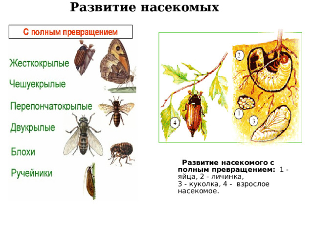 Развитие насекомых   Развитие насекомого с полным превращением: 1 - яйца, 2 - личинка, 3 - куколка, 4 - взрослое насекомое. 