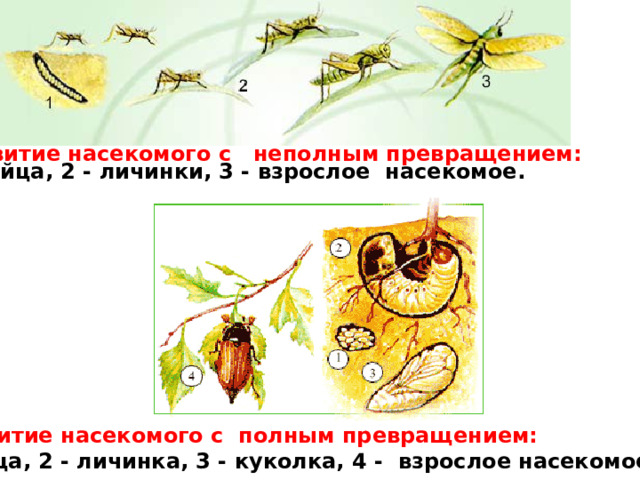 Р азвитие насекомого с неполным превращением: 1 - яйца, 2 - личинки, 3 - взрослое насекомое.   Развитие насекомого с полным превращением: 1 - яйца, 2 - личинка, 3 - куколка, 4 - взрослое насекомое.  