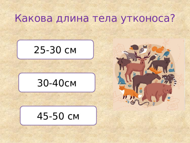 Какова длина тела утконоса? 25-30 см 30-40см 45-50 см 