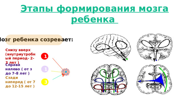 Этапы формирования мозга ребенка Мозг ребенка созревает: Снизу вверх (внутриутробный период- 2-3 лет ) 1 Справа налево ( от з до 7-8 лет ) 1 Сзади наперед ( от 7 до 12-15 лет ) 3 