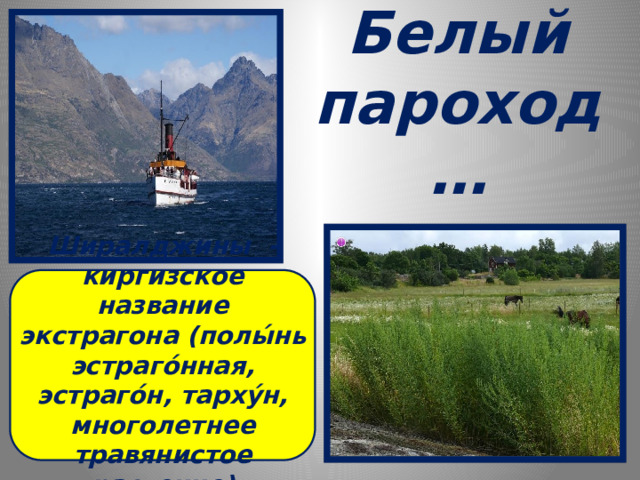 Белый пароход… Ширалджины - киргизское название экстрагона ( полы́нь эстраго́нная, эстраго́н, тарху́н, многолетнее травянистое растение) 