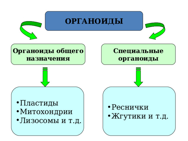 ОРГАНОИДЫ Органоиды общего назначения Специальные органоиды Пластиды Митохондрии Лизосомы и т.д.  Реснички Жгутики и т.д.  