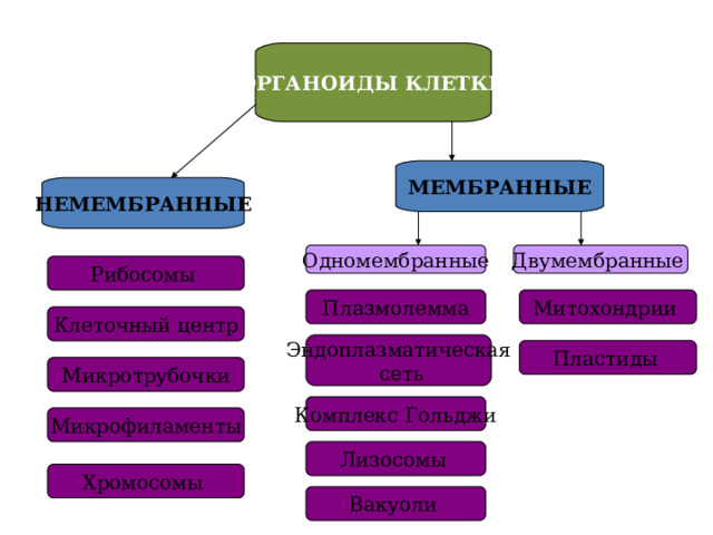 ОРГАНОИДЫ КЛЕТКИ МЕМБРАННЫЕ НЕМЕМБРАННЫЕ Одномембранные Двумембранные Рибосомы Митохондрии Плазмолемма Клеточный центр Эндоплазматическая  сеть Пластиды  Микротрубочки Комплекс Гольджи Микрофиламенты Лизосомы  Хромосомы Вакуоли   