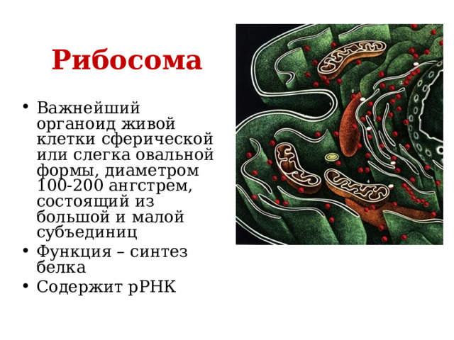 Рибосома Важнейший органоид живой клетки сферической или слегка овальной формы, диаметром 100-200 ангстрем, состоящий из большой и малой субъединиц Функция – синтез белка Содержит рРНК  