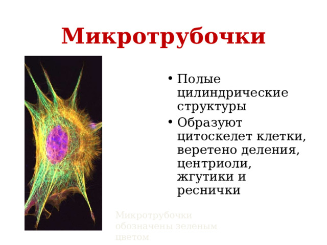 Микротрубочки Полые цилиндрические структуры Образуют цитоскелет клетки, веретено деления, центриоли, жгутики и реснички Микротрубочки обозначены зеленым цветом  