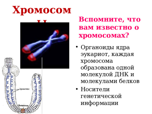 Хромосомы Вспомните, что вам известно о хромосомах? Органоиды ядра эукариот, каждая хромосома образована одной молекулой ДНК и молекулами белков Носители генетической информации  