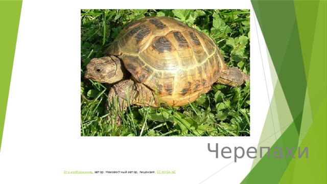 Черепахи Черепахи Это изображение , автор: Неизвестный автор, лицензия: CC BY-SA-NC 