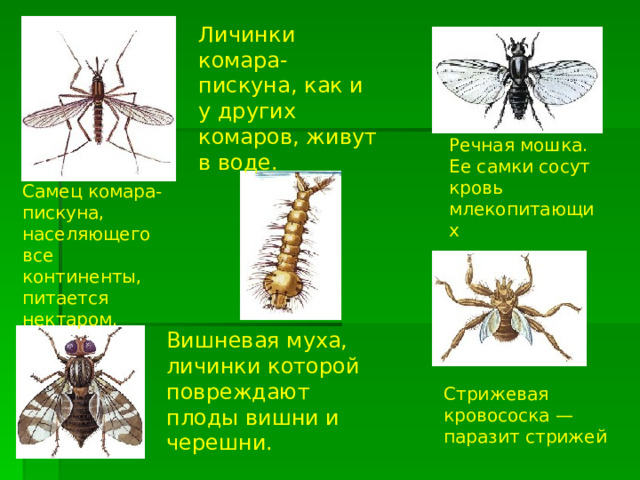 Личинки комара-пискуна, как и у других комаров, живут в воде. Речная мошка. Ее самки сосут кровь млекопитающих  Самец комара-пискуна, населяющего все континенты, питается нектаром.  Вишневая муха, личинки которой повреждают плоды вишни и черешни. Стрижевая кровососка — паразит стрижей 