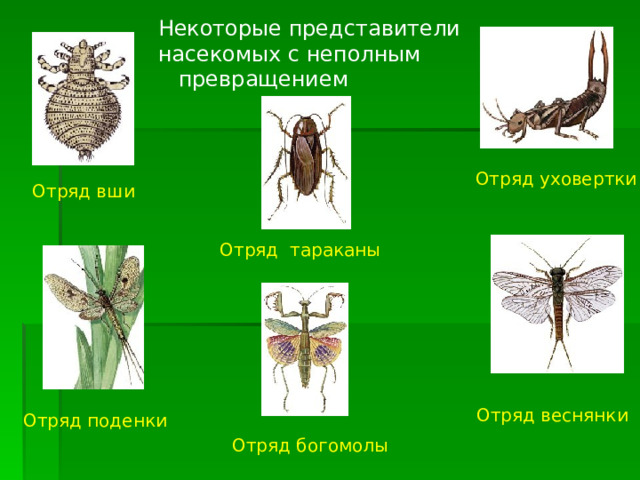 Некоторые представители насекомых с неполным  превращением Отряд уховертки Отряд вши Отряд тараканы Отряд веснянки Отряд поденки Отряд богомолы 